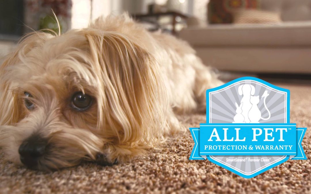Saddleback Carpet Floorings Pet Friendly Options With Mission Viejo I South Orange County Carpet Flooring Company