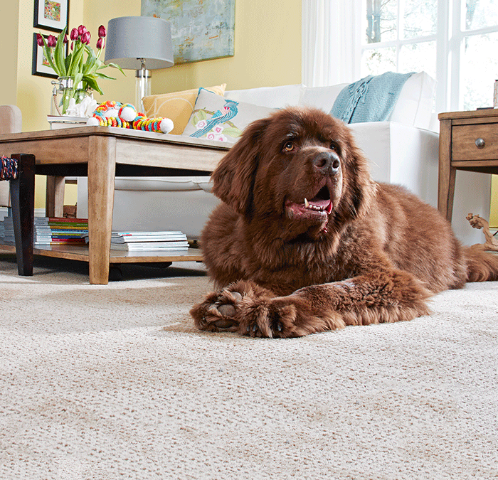 big dog resting on fresh carpet