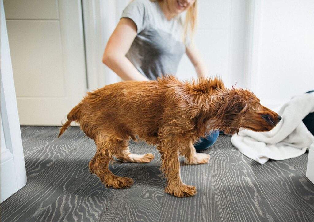 MSI Surfaces waterproof hardwood with dog shaking